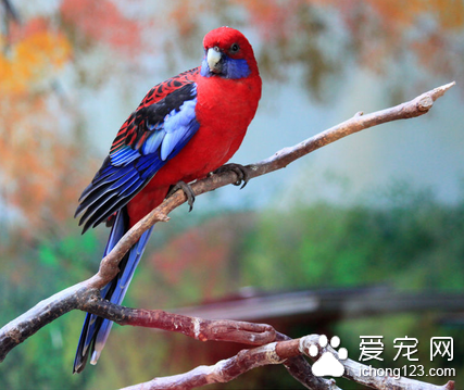 如何选购观赏鸟 可通过5个方面来挑选