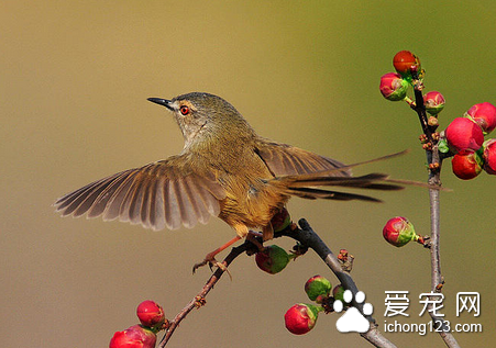 如何保证笼鸟饮水卫生 勤换给鸟饮用的水