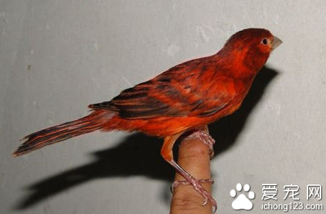 如何挑选桂皮芙蓉鸟 现已成为家养宠物之一