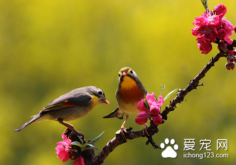 观赏鸟的种类 详解观赏鸟的5种类型