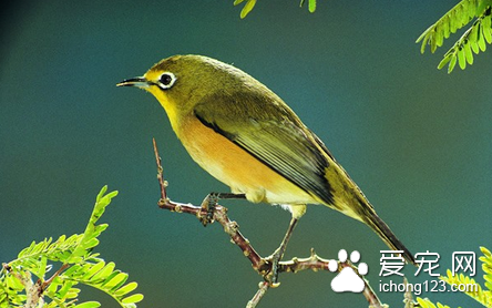 如何挑选黄鹂鸟 两年的黄鹂鸟是首选