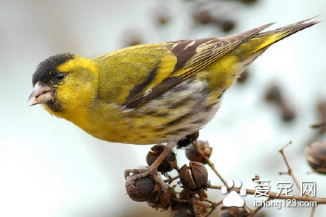 适合家庭饲养的玩赏鸟 可据个人的爱好选择