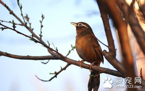鸟的发育过程 鸟的发育几个阶段注意事项