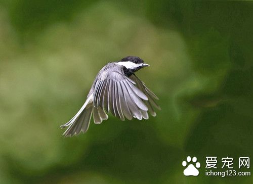 鸟的名字大全 鸟是怎么取名才比较好的