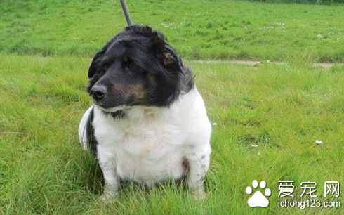 把柯基犬养到44公斤 被协会剥夺宠物抚养权