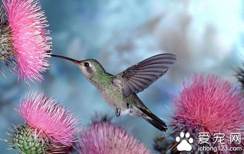 画眉鸟的饲料 鸟饲料需要注意的主要事项