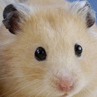布丁仓鼠