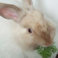 缎毛安哥拉兔