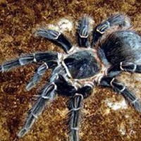 巴西所罗门食鸟