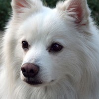 美国爱斯基摩犬