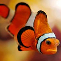 小丑鱼