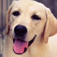 拉布拉多寻回犬