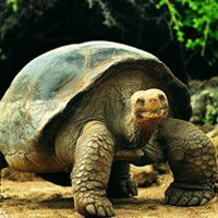 亚达伯拉象龟