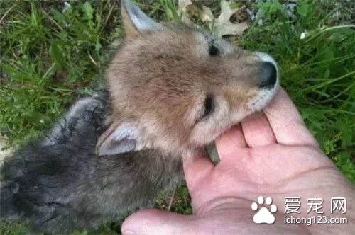 女孩一直以为自己的宠物是狗狗 直到它长大