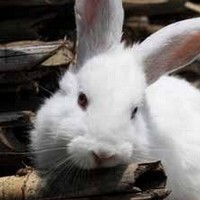 中国白兔