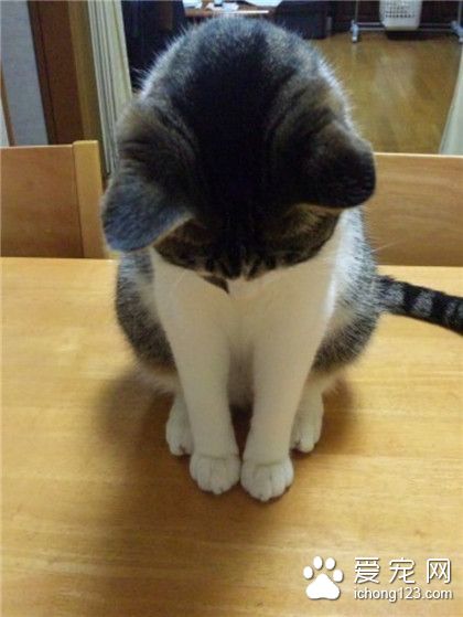 主银，对不起，我错了！