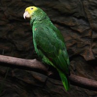 双黄头亚马逊鹦鹉