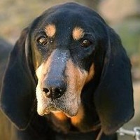 黑褐猎浣熊犬