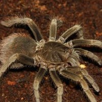 玻利维亚钢铁蓝