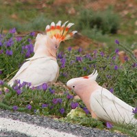 米切氏凤头鹦鹉