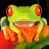 红眼树蛙