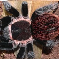 哥斯达黎加红尾