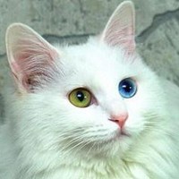 土耳其安哥拉猫