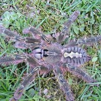 石板红华丽雨林