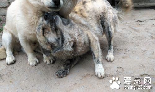 村里狗狗被不明动物咬伤或咬死 村民都不敢出门