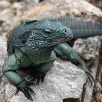 蓝岩鬣蜥