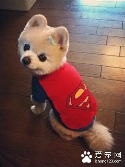 汪星人，是要去拯救世界了吗？