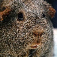 褐色刺毛天竺鼠