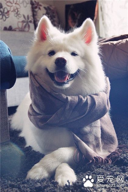 一只会笑的萨摩耶！