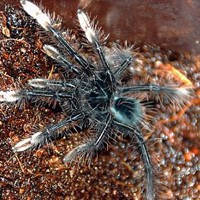 委内瑞拉粉红脚捕鸟蛛