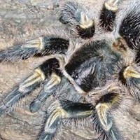 巴西巨人金直间