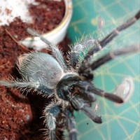 海地咖啡食鸟蜘蛛