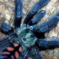 委内瑞拉太阳虎