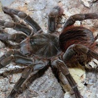 厄瓜多尔棕丝绒