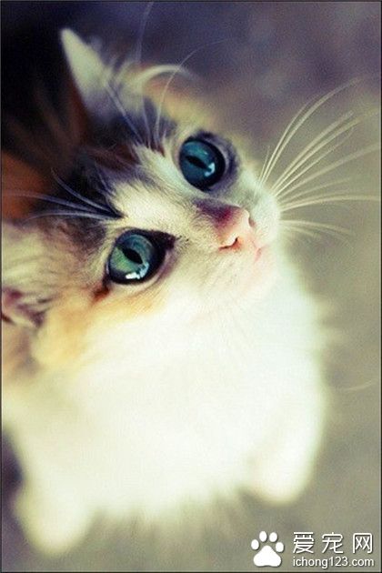 喵星人，我的眼睛漂亮吧！