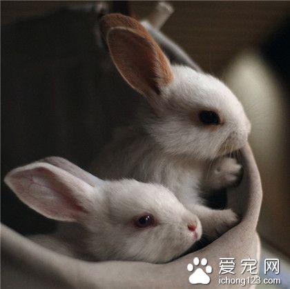 兔星人，灰眼睛的小兔纸！！！