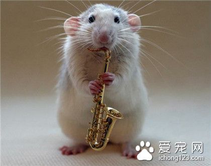 会音乐的小仓鼠！