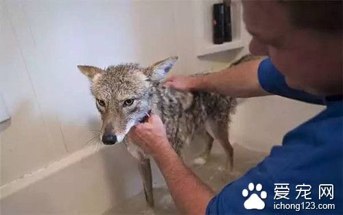 女孩一直以为自己的宠物是狗狗 直到它长大