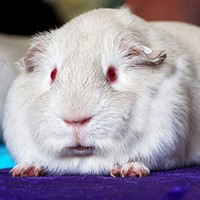 银色天竺鼠