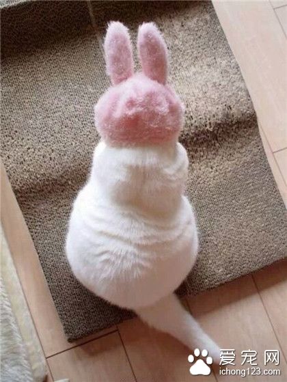 兔纸，猫咪，傻傻分不清楚！
