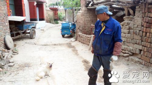 村里狗狗被不明动物咬伤或咬死 村民都不敢出门