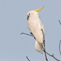 小葵花凤头鹦鹉