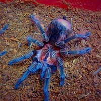 委内瑞拉红绿灯