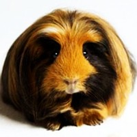 秘鲁缎毛天竺鼠