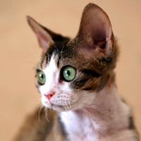 德文卷毛猫