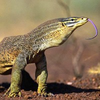 砂巨蜥